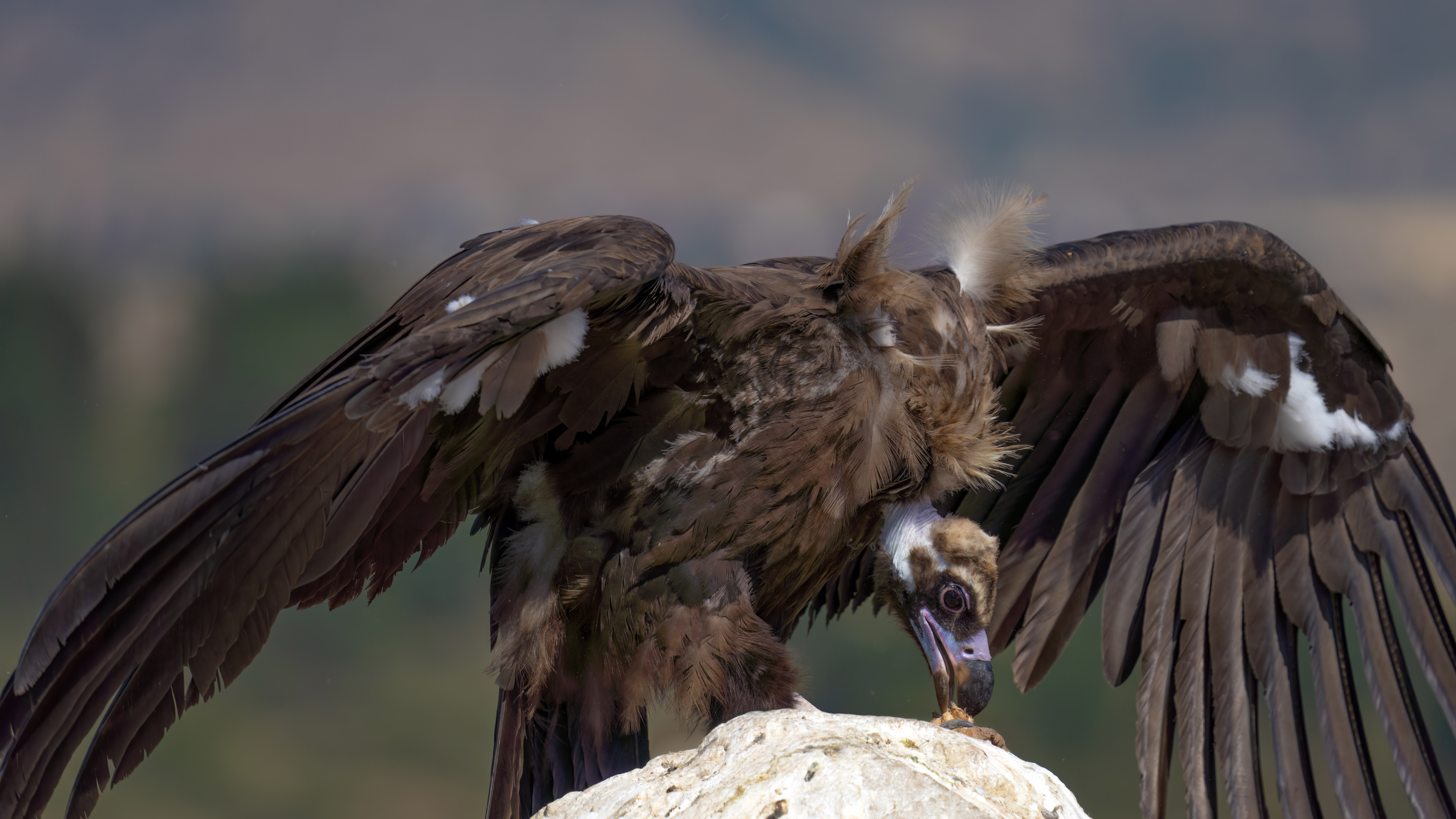 Cinereous Vulture